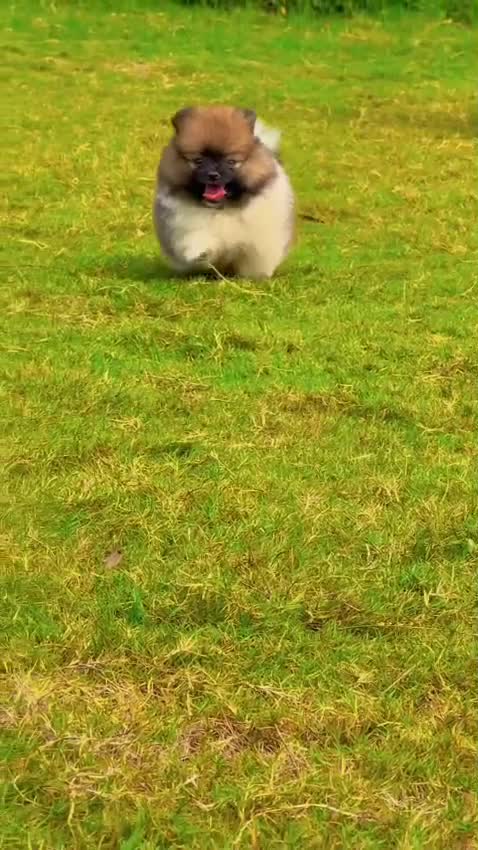 Pomeranian Puppy, farm video