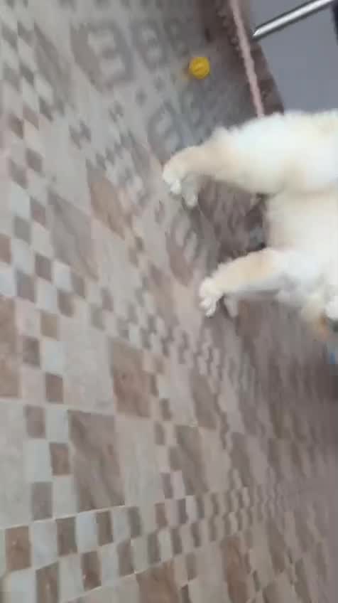 Chow Chow Puppies, farm video