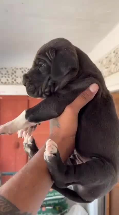 Great Dane Puppy, farm video