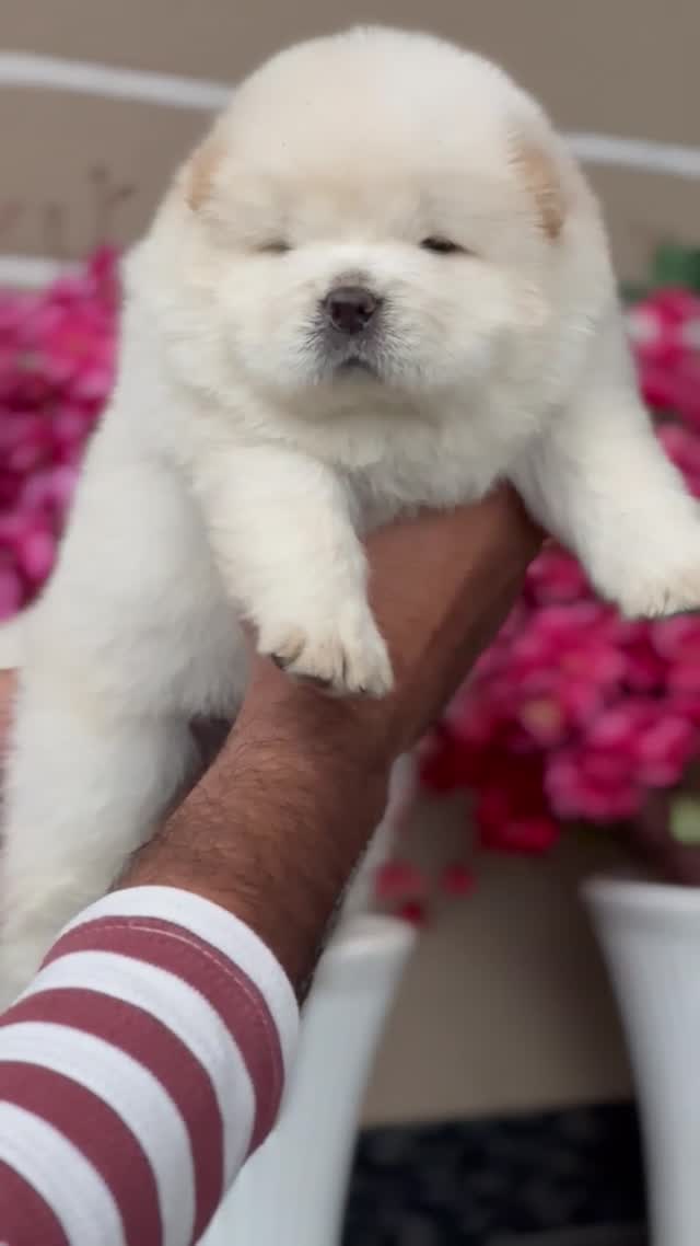 Chow Chow Puppies, farm video