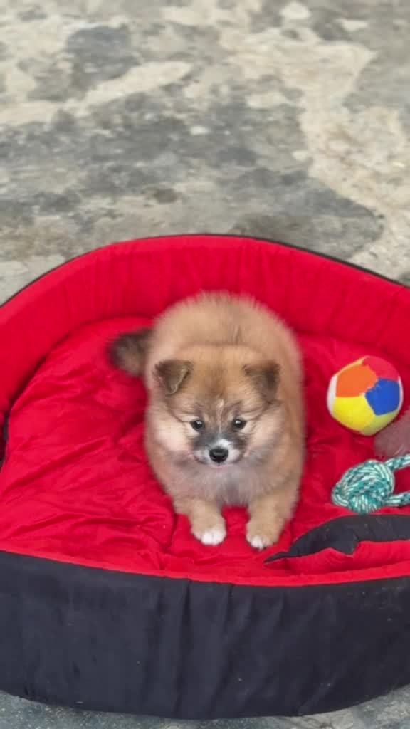 Culture Pom Puppy, farm video