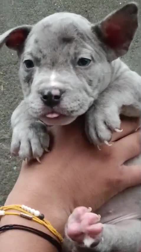 American Bully Pocket Size Puppy, farm video