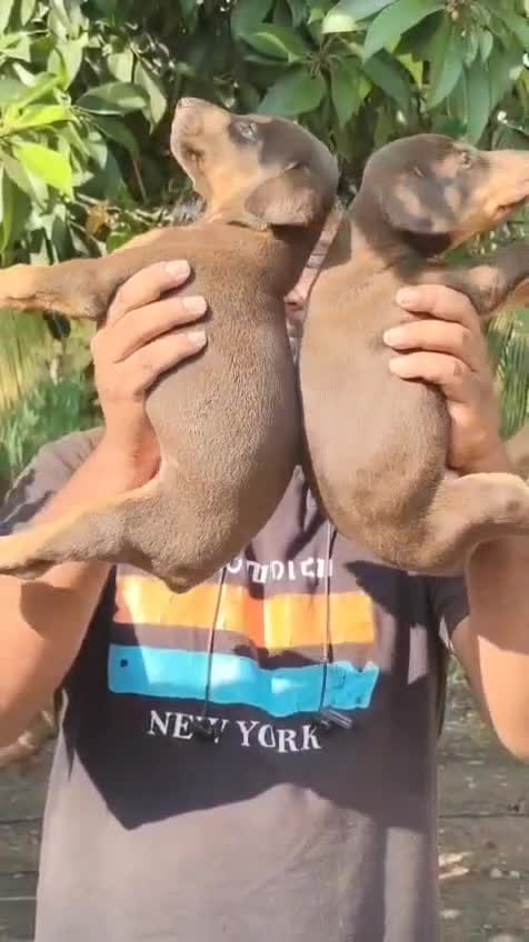 European Doberman Puppy, farm video
