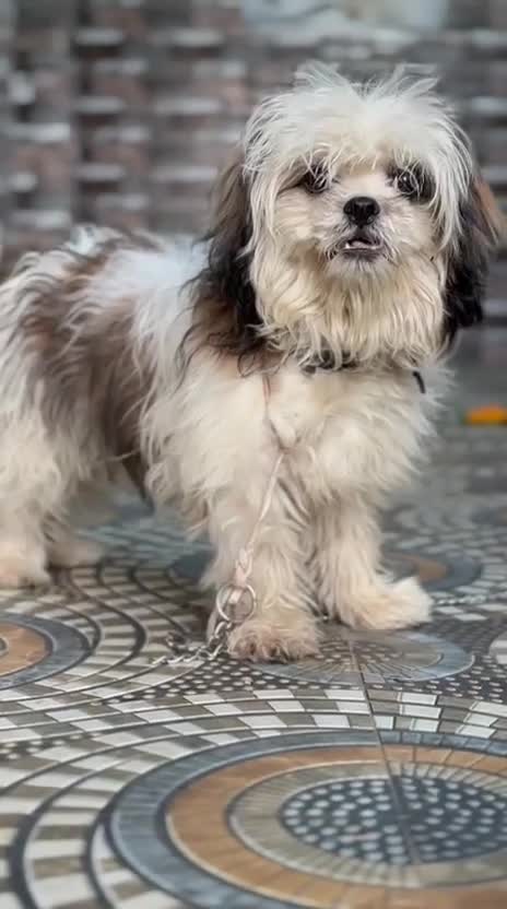 Shih Tzu | Black Color, farm video