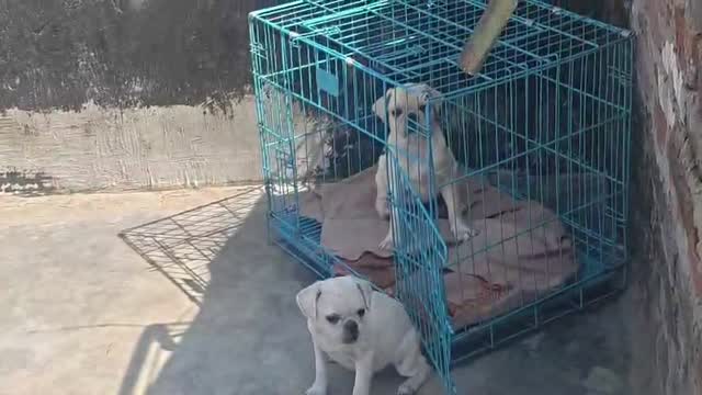 Pug Puppy, farm video