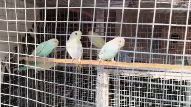 Budgies | Fallow, farm video