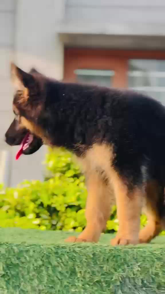 German Shepherd Puppy, farm video