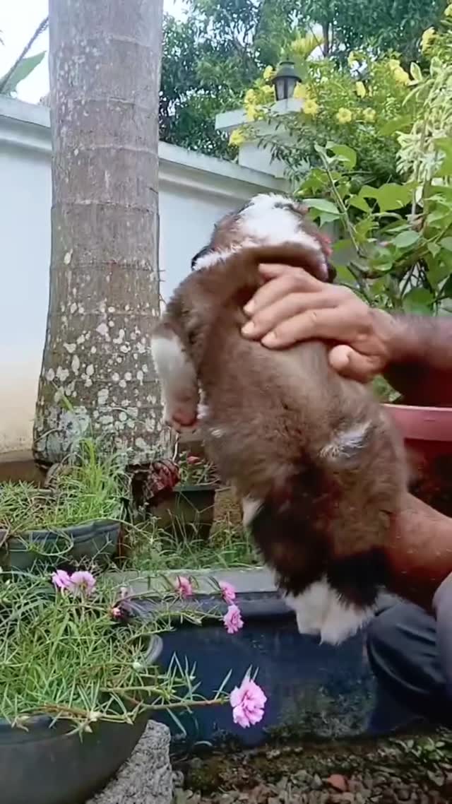 Saint Bernard Puppy, farm video