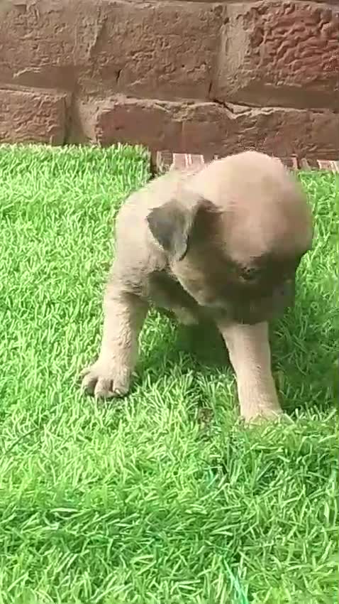Pug Puppy, farm video