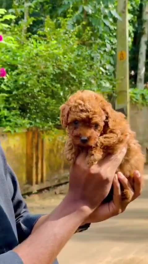 Toy Poodle Puppy, farm video
