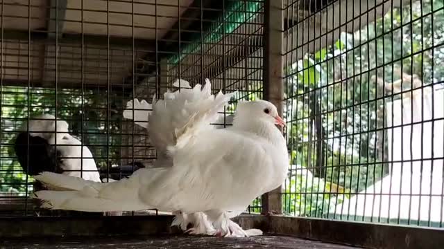 Chotiyal Pigeon, farm video