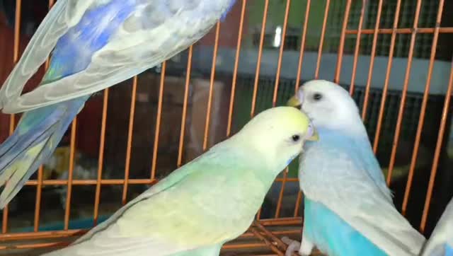 Budgies | Fallow, farm video