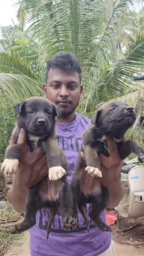 Belgian Malinois Puppy, farm video