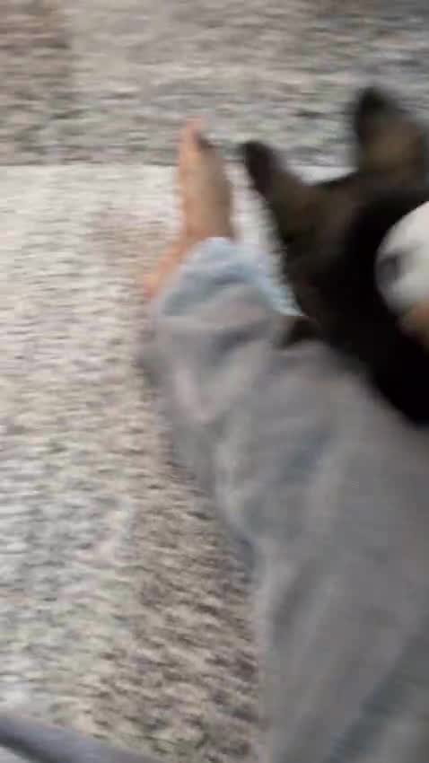 German Shepherd Puppy, farm video