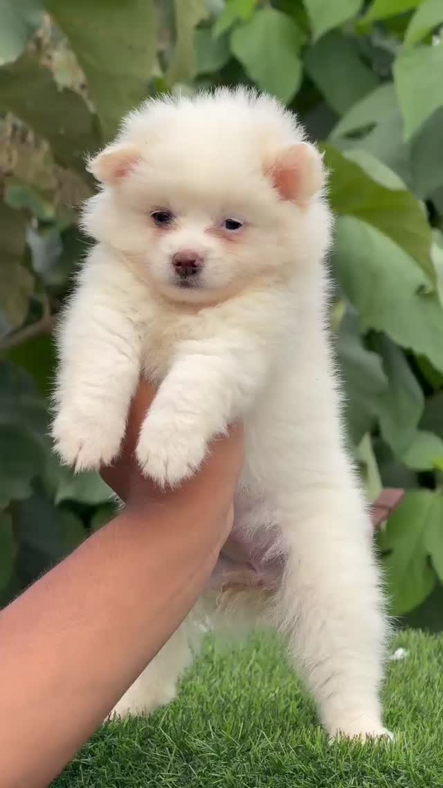 Pomeranian Puppy, farm video