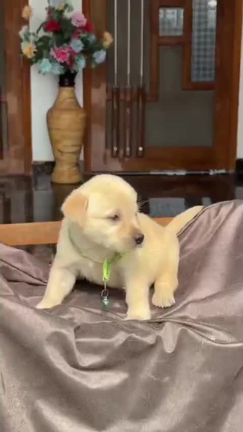 Beagle Black & Tan Puppy, farm video