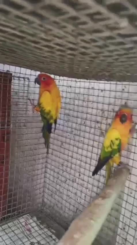 Sun Conure, farm video