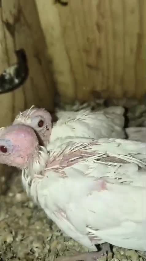 Cockatiel, farm video