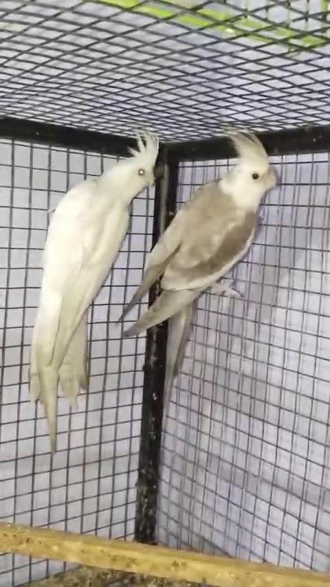 Cockatiel, farm video