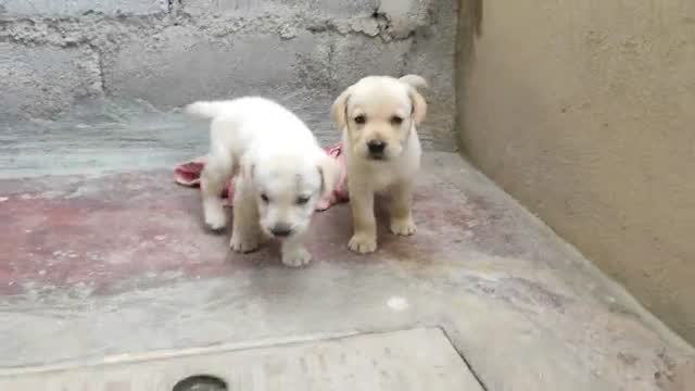 Beagle Black & Tan Puppy, farm video