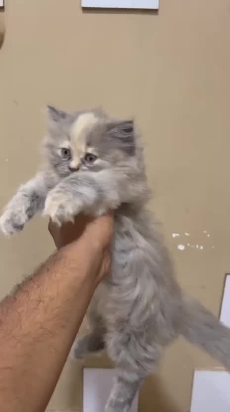 Persian, farm video
