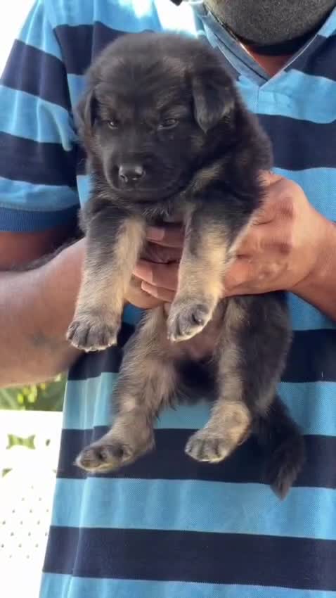 German Shepherd Puppy, farm video