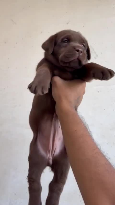 Beagle Black & Tan Puppy, farm video