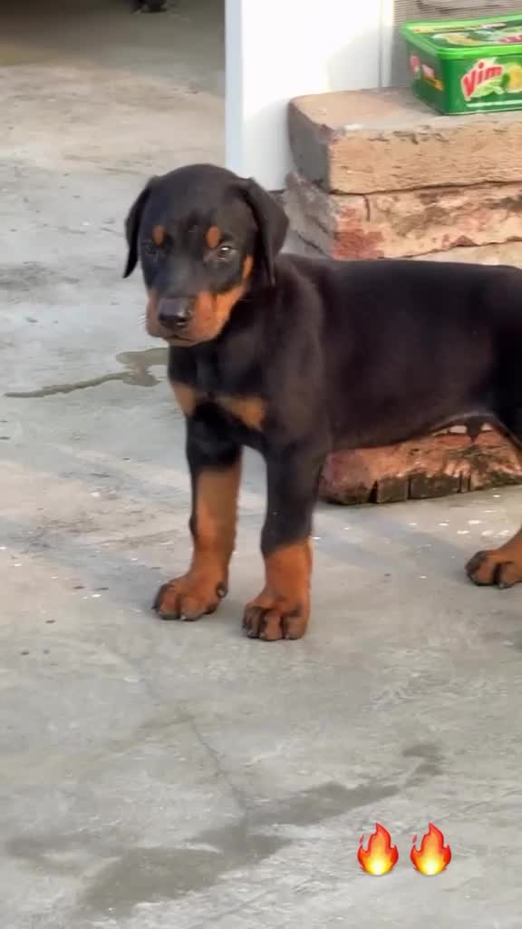 Doberman Pinscher Puppy, farm video