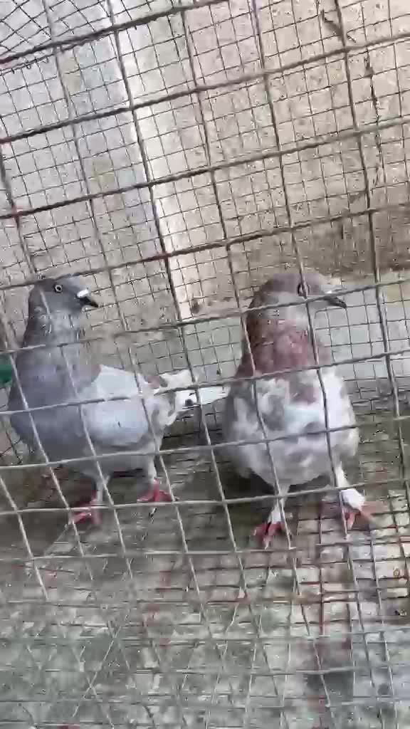 Chotiyal Pigeon, farm video