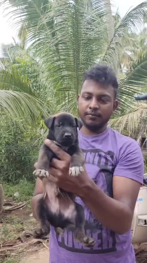 Belgian Malinois Puppy, farm video