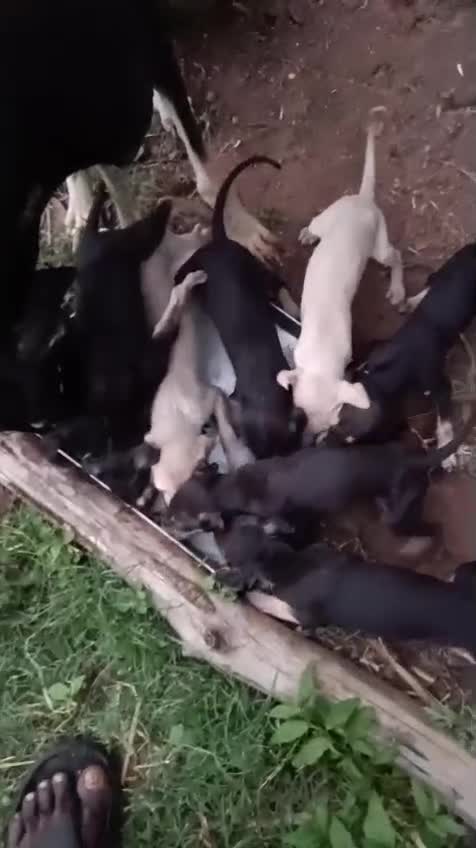 Chippiparai Puppy, farm video