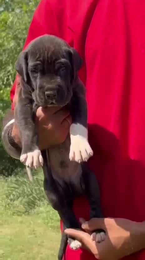 Great Dane Puppy, farm video
