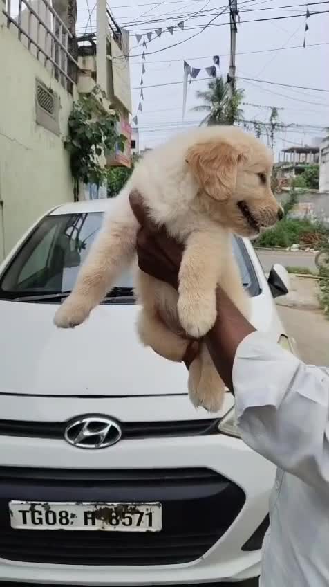 Golden Retriever, farm video
