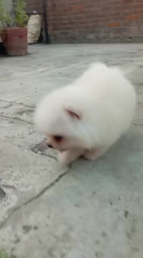 Toy Poodle Puppy, farm video