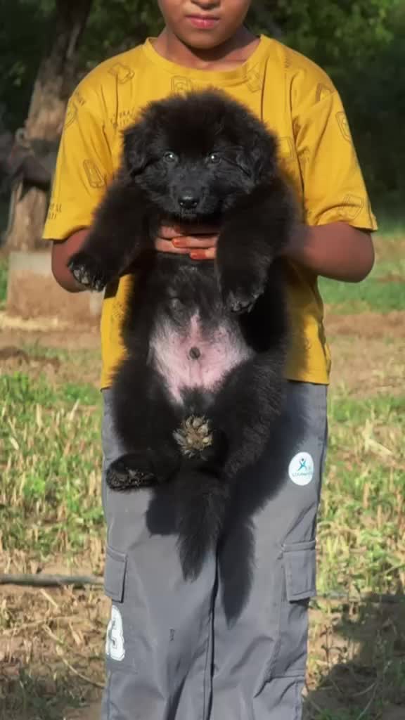 German Shepherd Puppy, farm video