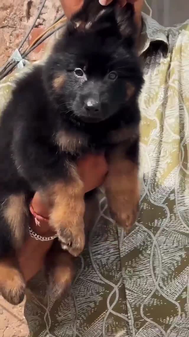 German Shepherd Puppy, farm video