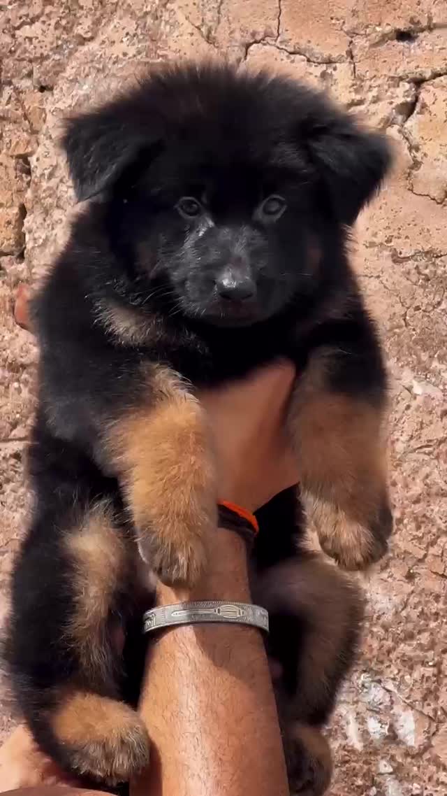 German Shepherd Puppy, farm video