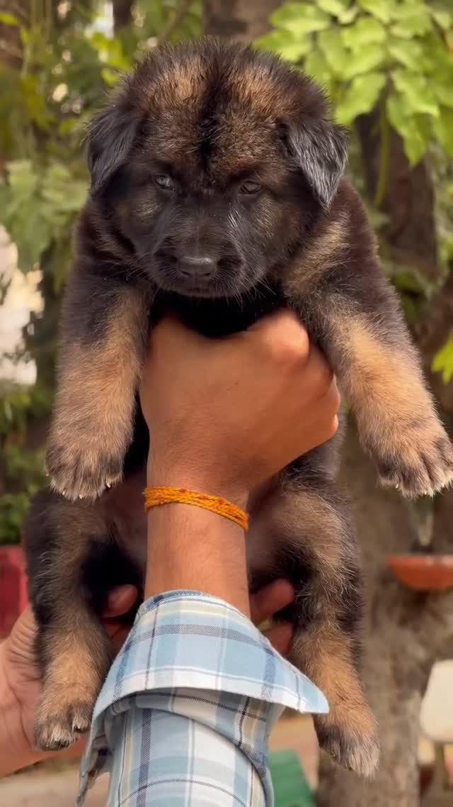 German Shepherd Puppy, farm video