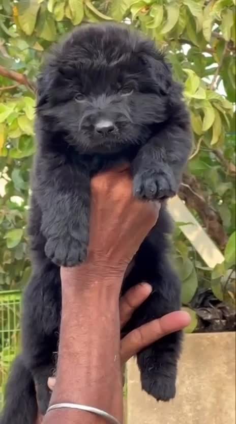 German Shepherd Puppy, farm video