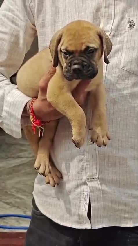 Bullmastiff, farm video