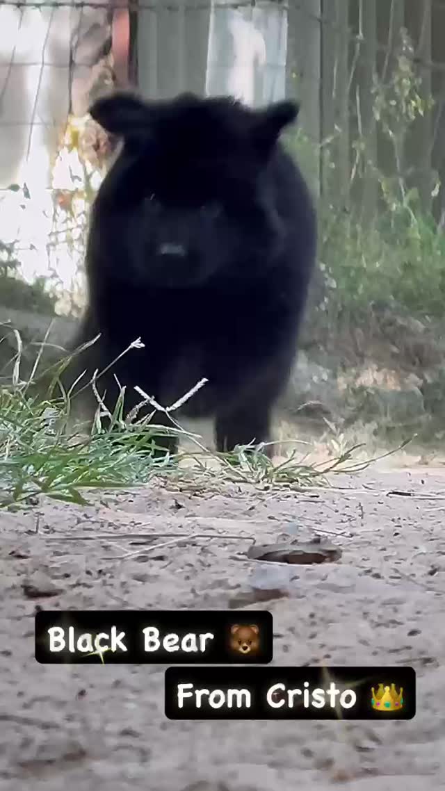 German Shepherd Puppy, farm video