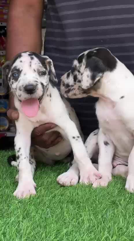 Great Dane Puppy, farm video