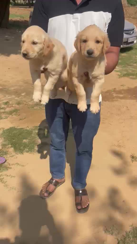 Golden Retriever, farm video