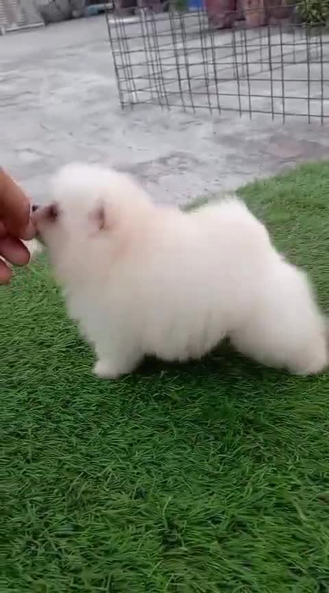 Toy Poodle Puppy, farm video
