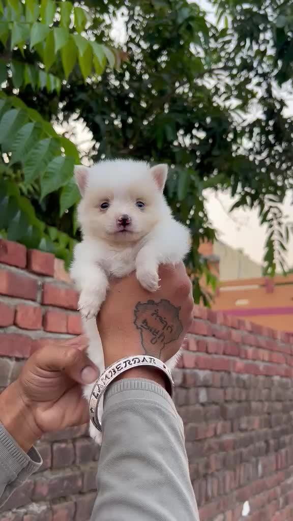 Culture Pom Puppy | Orange Color, farm video