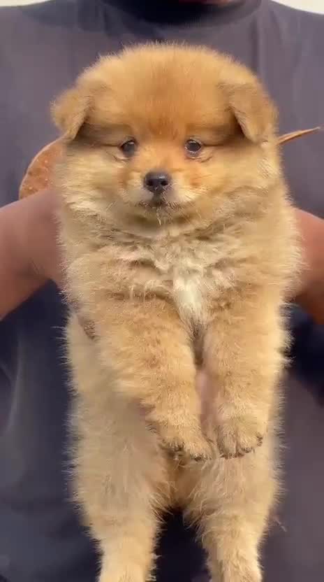 Culture Pom Puppy | Orange Color, farm video
