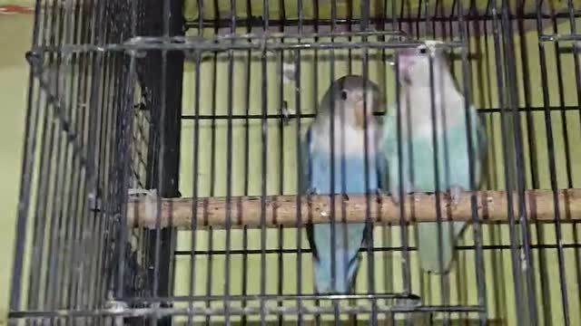 African Love Birds, farm video
