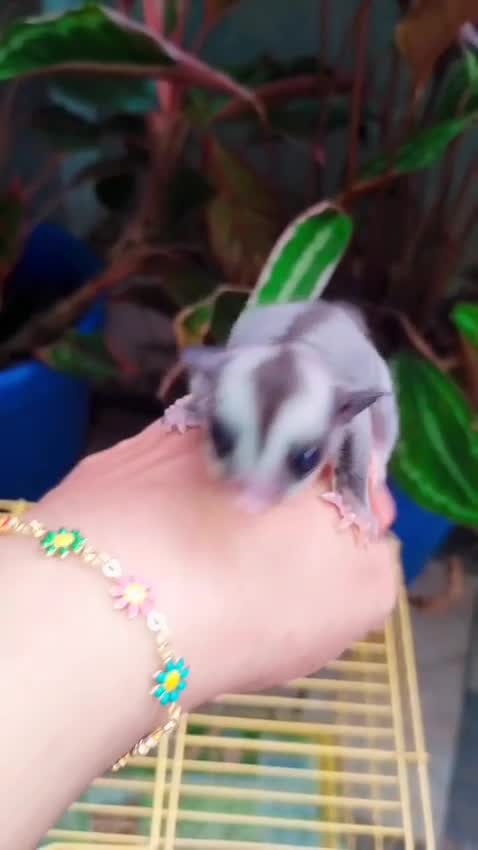 Sugar Glider | Grey, farm video