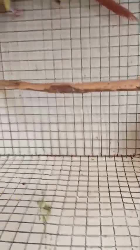 Pineapple Headed Conure, farm video