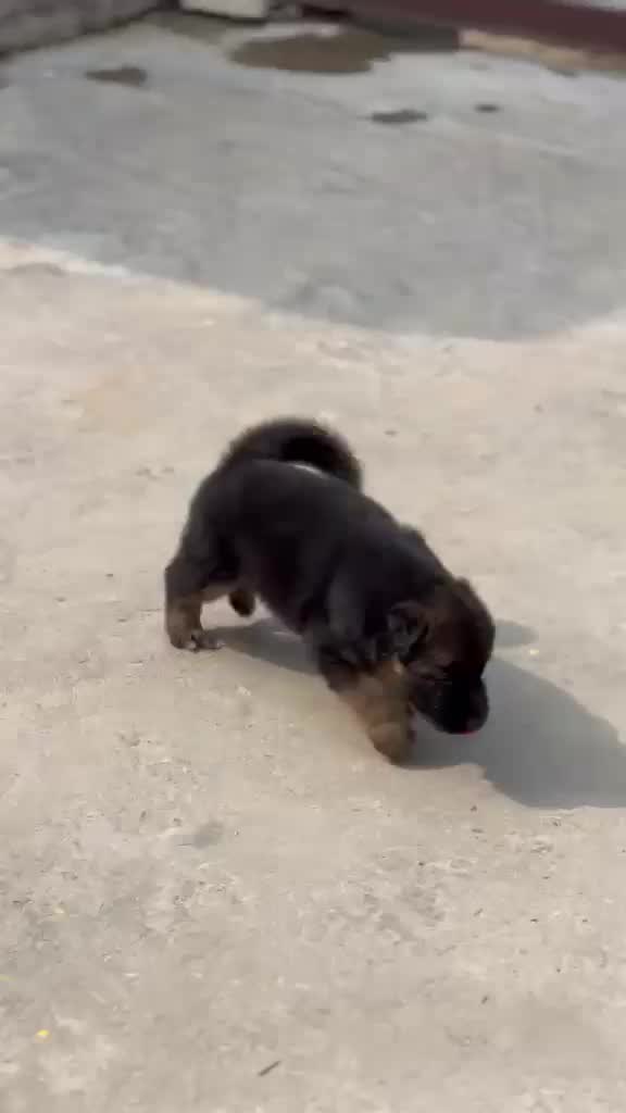German Shepherd Puppy, farm video